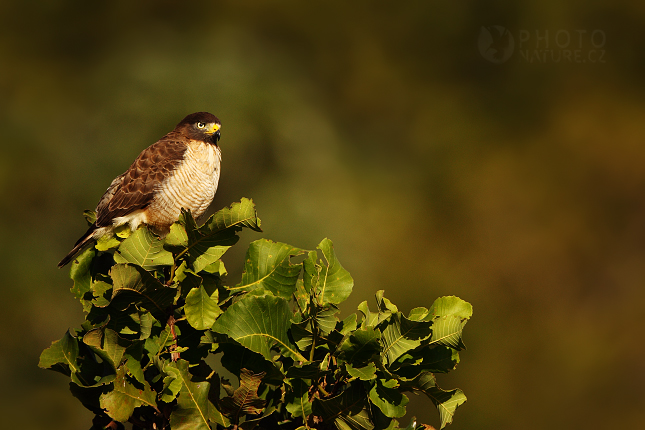 Káně krahujová (Buteo magnirostris) 