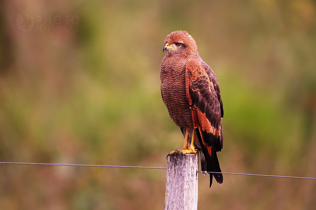 Káně savanová (Buteogallus meridionalis)