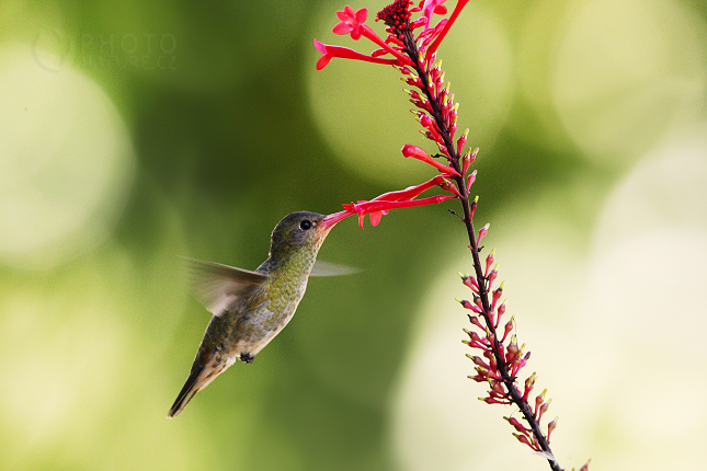 Kolibřík zlatý (Hylocharis chrysura) 