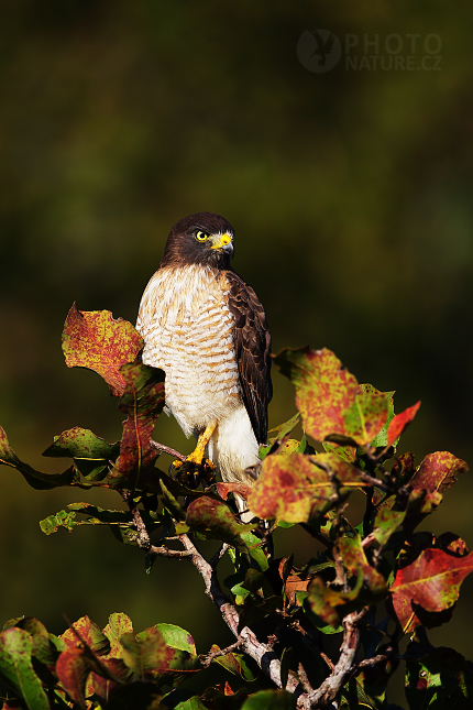 Káně krahujová (Buteo magnirostris)