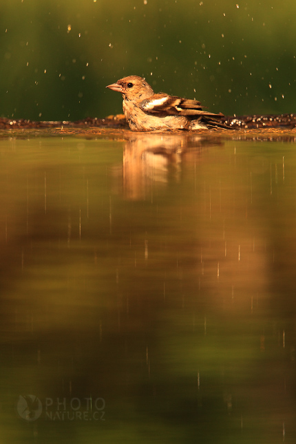 Pěnkava obecná (Fringilla coelebs), Maďarsko