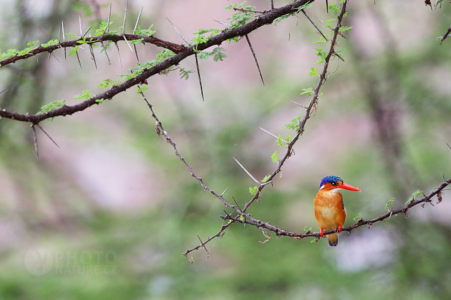 Ledňáček malachitový modropláštíkový(Alcedo cristata) 