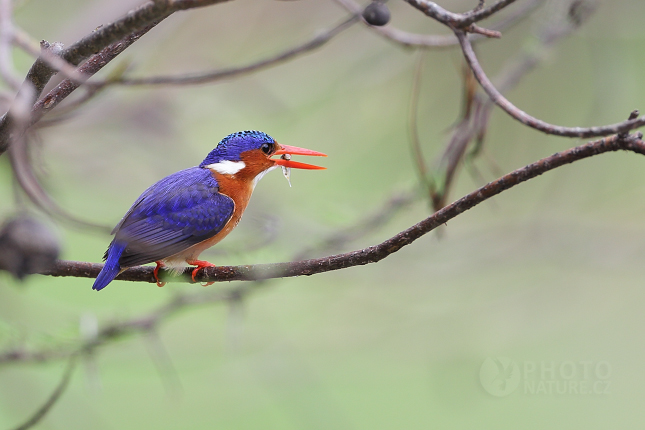 Ledňáček malachitový modropláštíkový(Alcedo cristata)