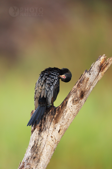 Kormorán dlouhoocasý (Phalacrocorax africanus) 