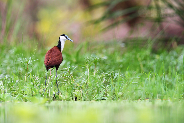 Ostnák africký (Actophilornis africanus)