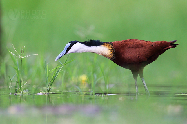 Ostnák africký (Actophilornis africanus)