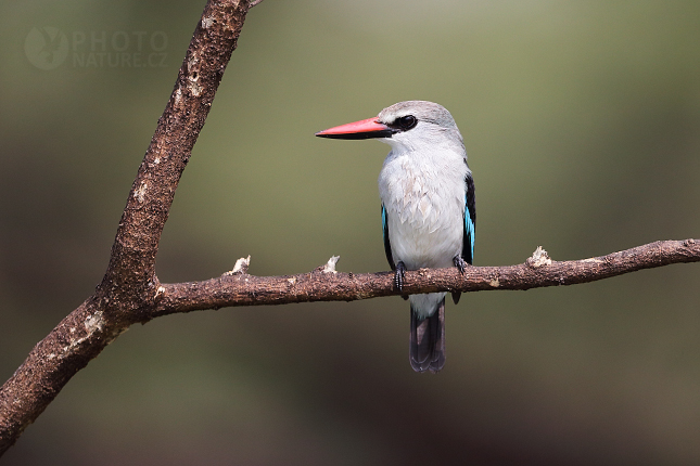 Ledňáček senegalský (Halcyon senegalensis) 