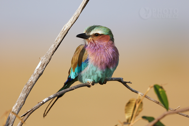 Mandelík fialovoprsý (Coracias caudatus)