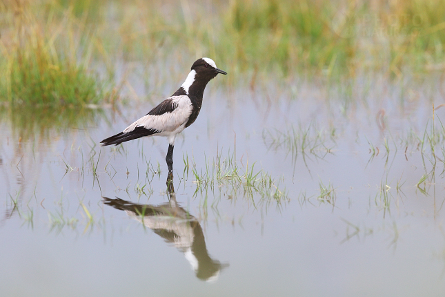 Čejka běločelá (Vanellus armatus)