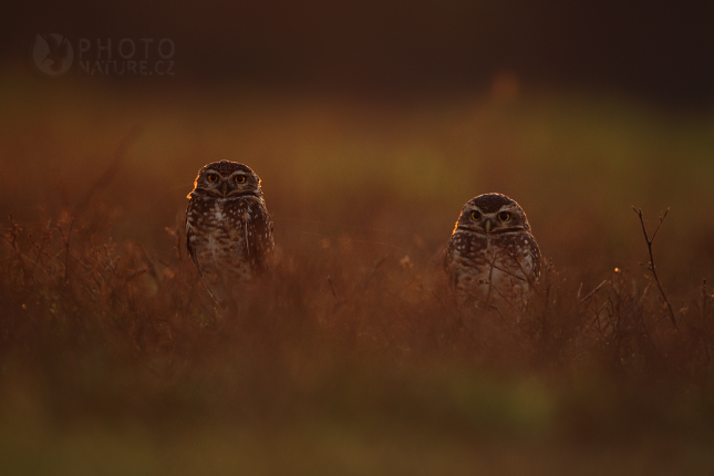 Sýček králičí (Athene cunicularia), Pantanal