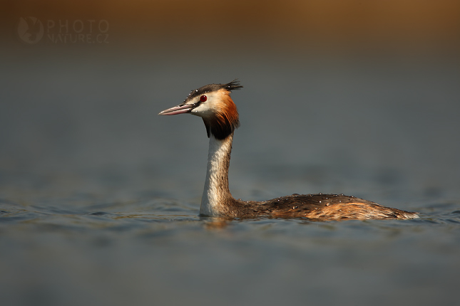 Potápka roháč (Podiceps cristatus), Morava