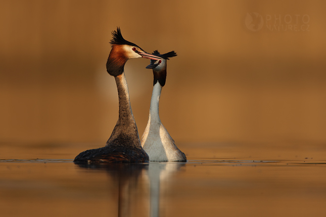 Potápka roháč (Podiceps cristatus), Morava