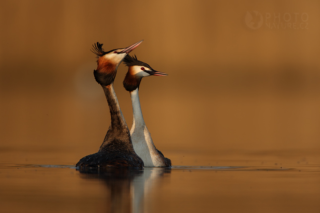 Potápka roháč (Podiceps cristatus), Morava