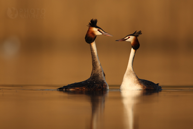 Potápka roháč (Podiceps cristatus), Morava