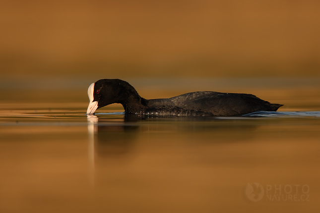 Lyska černá (Fulica atra), Morava