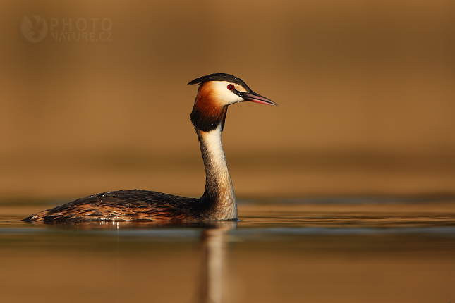 Potápka roháč (Podiceps cristatus), Morava