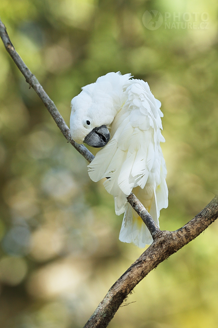 Kakadu bílý (Cacatua Alba) 