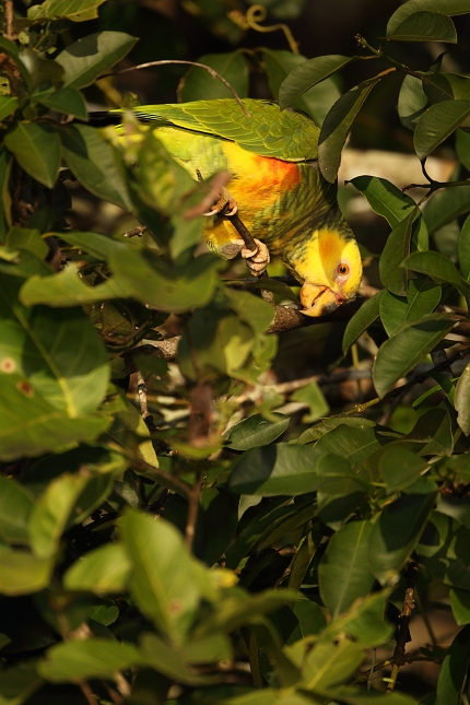 Amazoňan žlutobřichý (Amazona xanthops), Pantanal