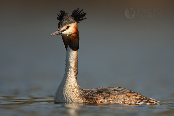 Potápka roháč (Podiceps cristatus), Česká Republika