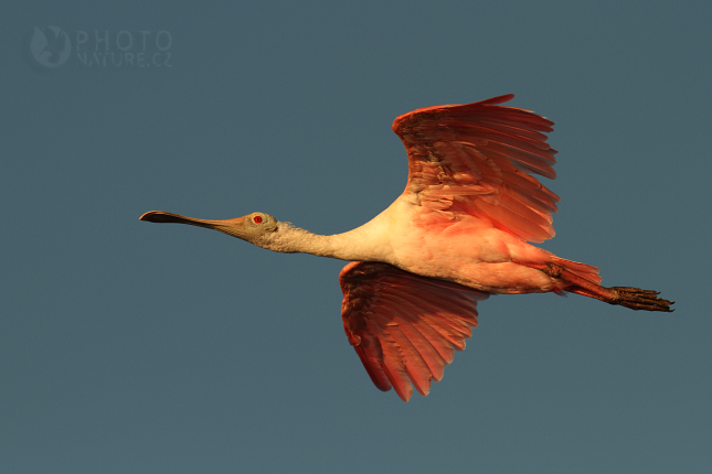 Kolpík růžový (Platalea ajaja), Florida