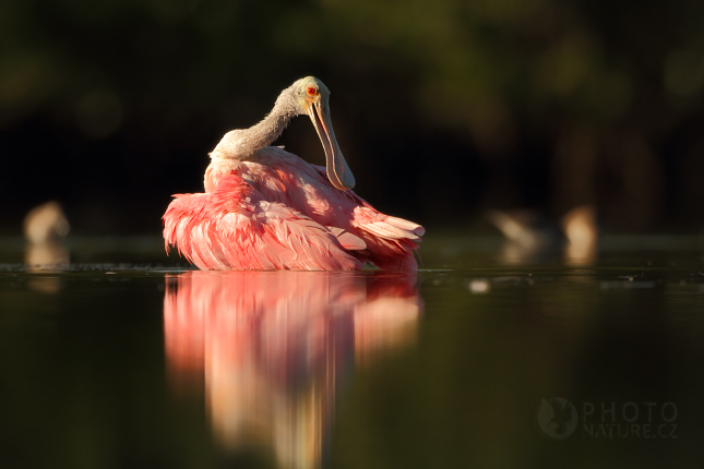 Kolpík růžový (Platalea ajaja), Florida