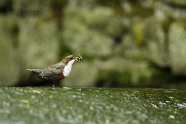 Skorec vodní (Cinclus cinclus) 