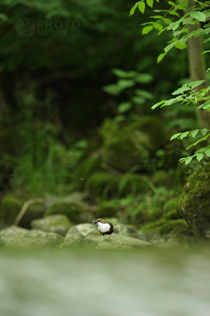 Skorec vodní (Cinclus cinclus) 