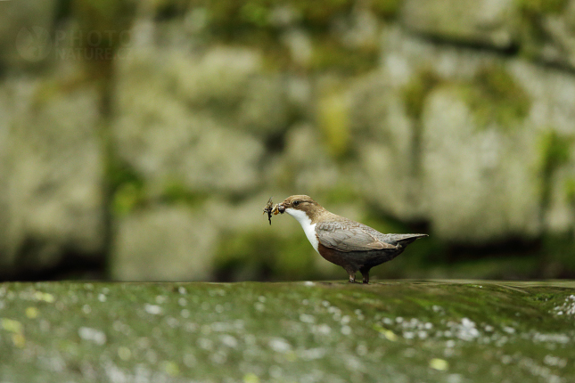 Skorec vodní (Cinclus cinclus) 