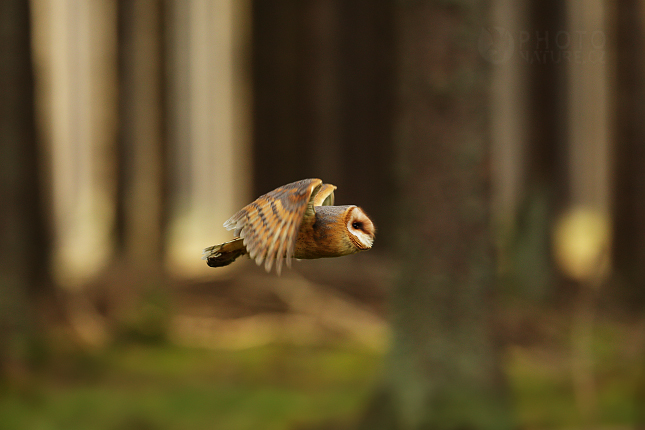 Sova pálená (Tyto alba) 