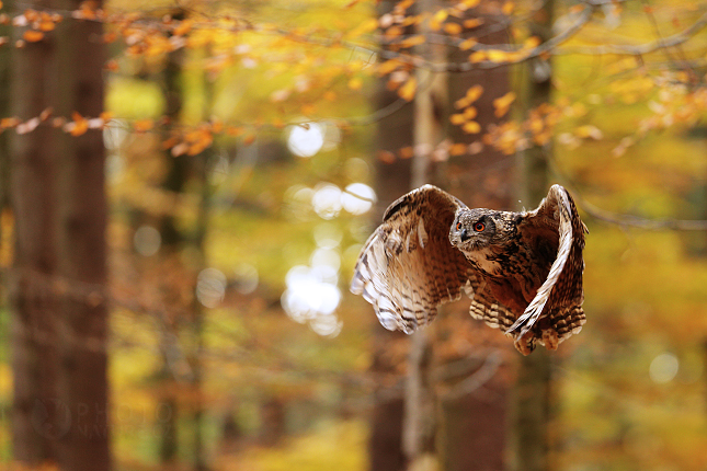 Výr velký (Bubo bubo)