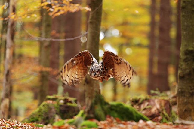 Výr velký (Bubo bubo)