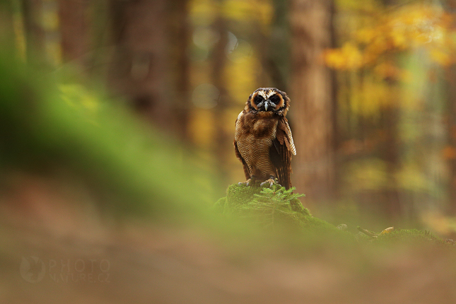 Puštík hnědý (Strix leptogrammica)