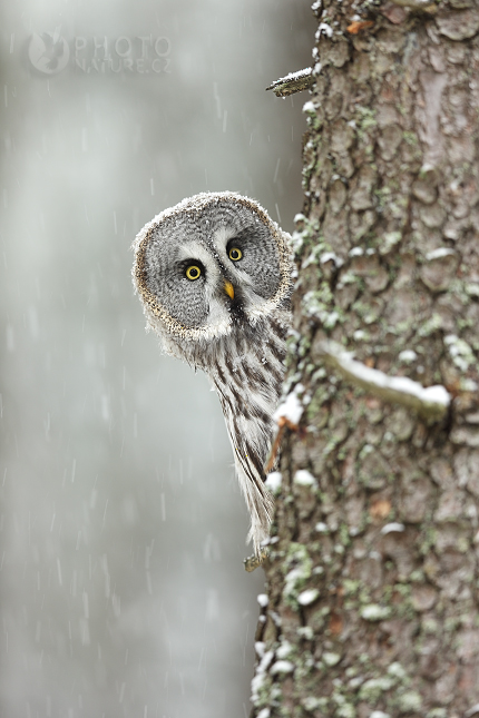 Puštík vousatý (Strix nebulosa) 