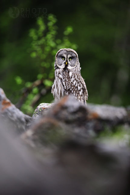 Puštík vousatý (Strix nebulosa)