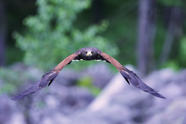 Káně Harrisova (Parabuteo unicinctus) 