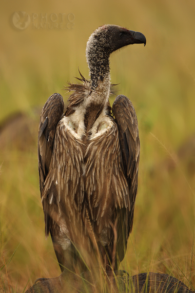 Sup africký (Gyps africanus), Uganda