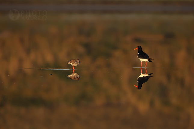 Vodouš rudonohý (Tringa totanus), Texel