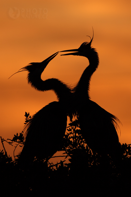 Volavka velká (Ardea herodias), Venice Florida