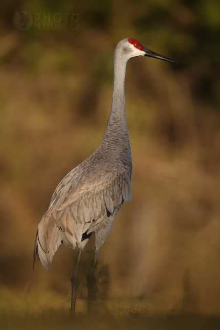 Jeřáb kanadský (Grus canadensis), Florida