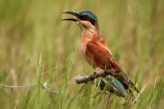 Vlha núbijská (Merops Nubicoides), Okawango