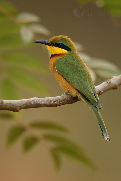 Vlha malá (Merops pusillus), Botswana