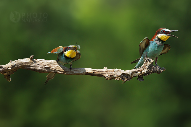 Vlha pestrá (Merops apiaster)