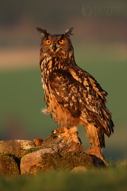 Výr velký (Bubo bubo), Česko