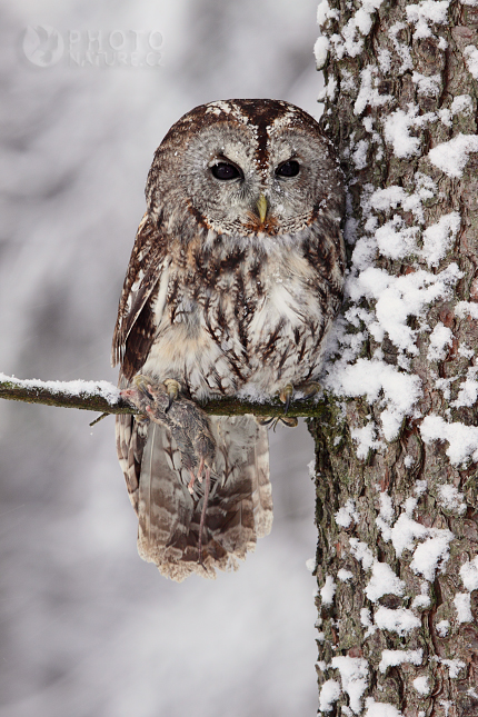 Puštík obecný (Strix aluco), Česko