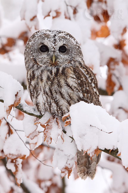 Puštík obecný (Strix aluco), Česko