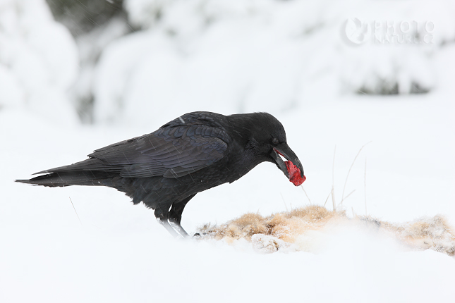 Krkavec velký (Corvus corax), Česko