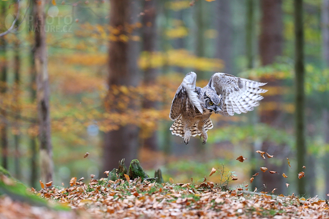 Výr virginský (Bubo virginianus)