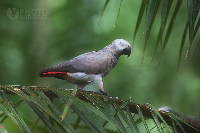 Papoušek šedý, žako šedý (Psittacus erithacus) 