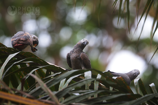 Papoušek šedý, žako šedý (Psittacus erithacus) 