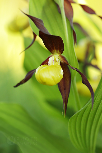 Střevičník pantoflíček (Cypripedium calceolus)